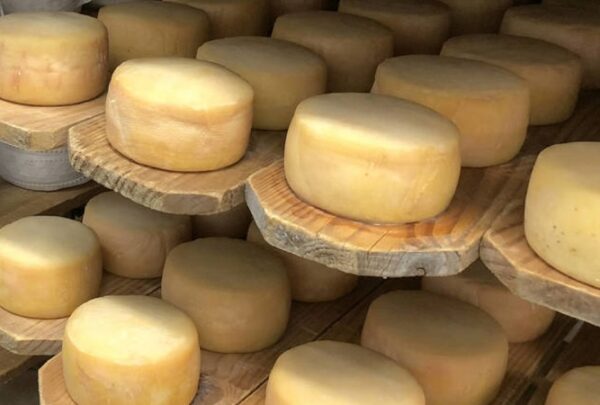 Queso de campo